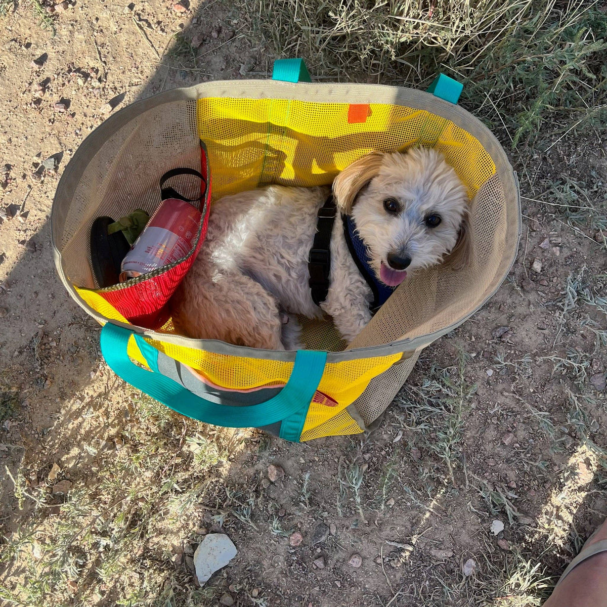 A small, light-colored dog with a blue collar sits inside The Mother | Home Base tote bag on the ground near a water bottle and leash, surrounded by dry grass and dirt.