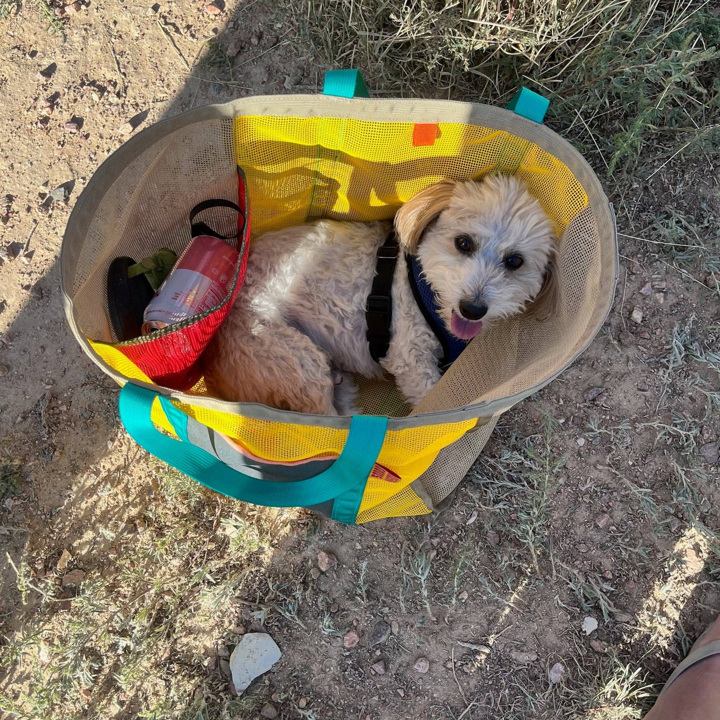 A small, light-colored dog with a blue collar sits inside The Mother | Home Base tote bag on the ground near a water bottle and leash, surrounded by dry grass and dirt.
