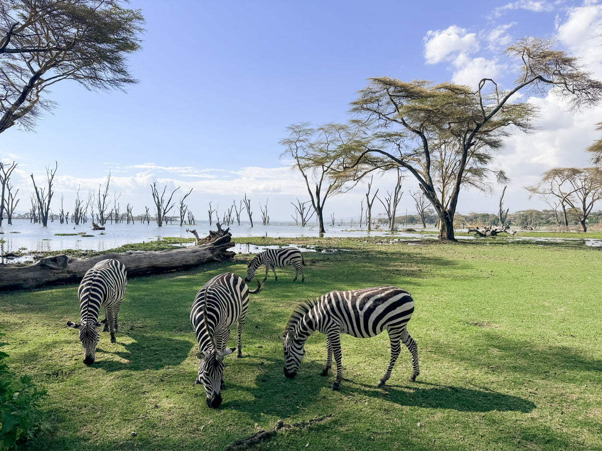 Four zebras graze on green grass near a calm lakeshore, surrounded by tall, sparse trees under a clear blue sky with scattered clouds—a tranquil scene from the Artisan Safari collection.