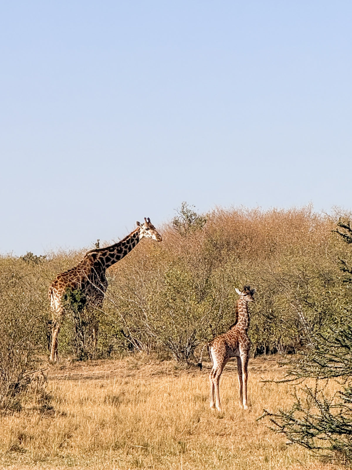 Beneath a clear blue sky in a savanna landscape, two giraffes—one adult and one juvenile—stand on dry grass surrounded by bushes and shrubs, perfectly capturing the essence of Artisan Safari.