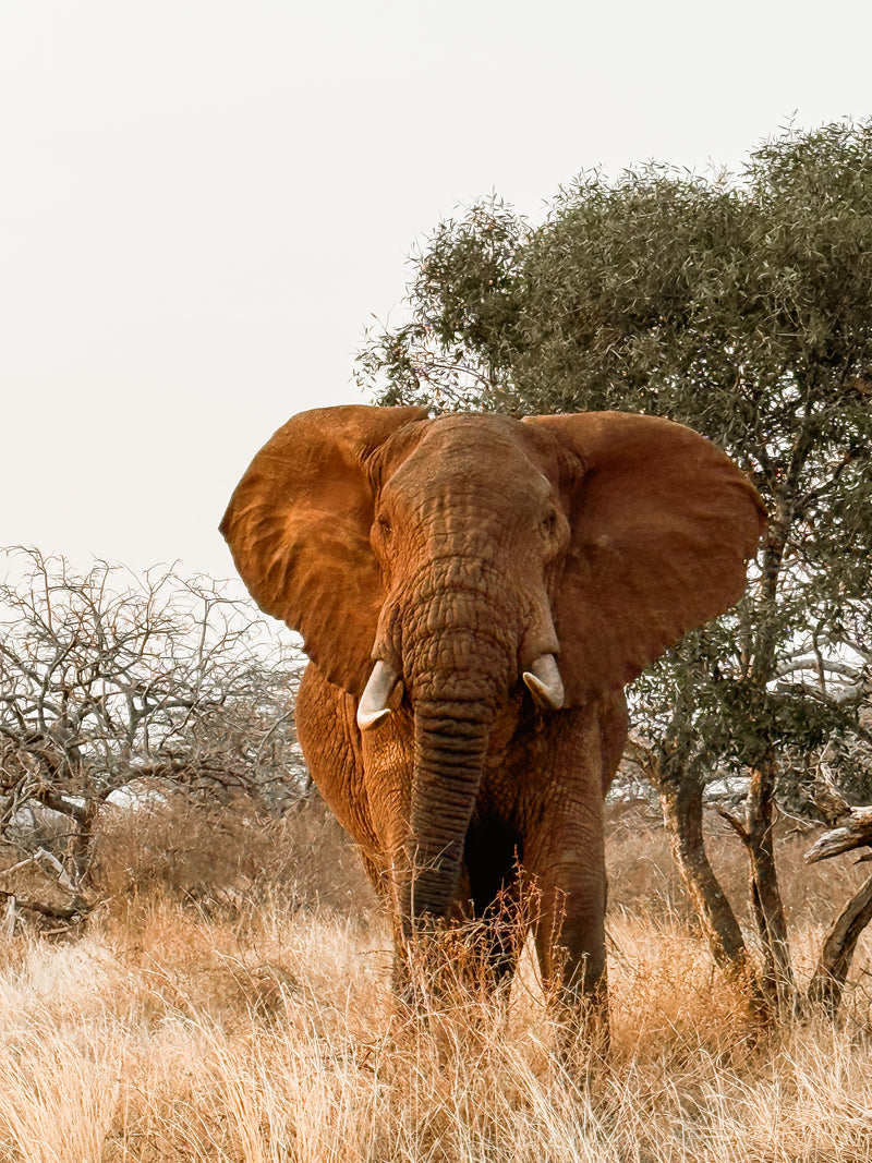 An Artisan Safari figurine of a large elephant with prominent tusks stands amidst dry grass, facing forward, with trees and shrubs in the background beneath a pale sky.